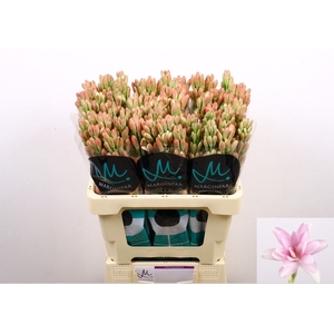 Polianthes Elle Pink Marginpar