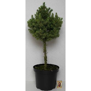 PICEA GLAUCA p19 stam en bol