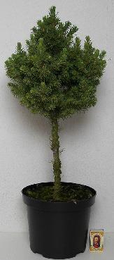 <h4>PICEA GLAUCA p19 stam en bol</h4>