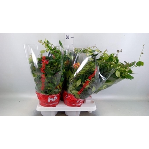 Aeschynanthus   ...