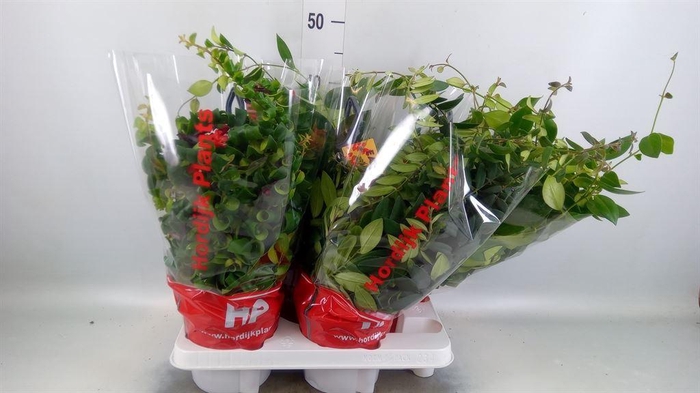 <h4>Aeschynanthus   ...</h4>