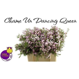 Chame Un Danc Queen
