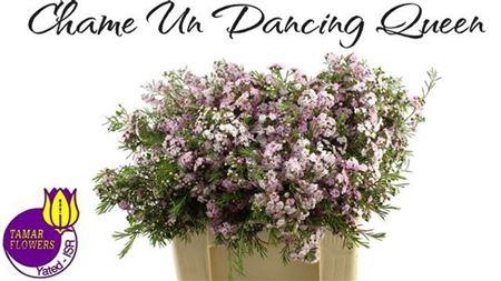 <h4>Chame Un Danc Queen</h4>