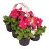 <h4>6 pack rose</h4>