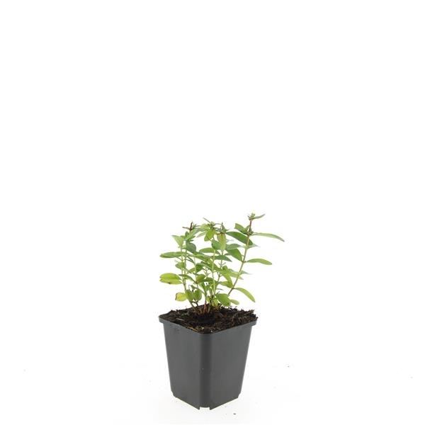 <h4>Hypericum calycinum</h4>