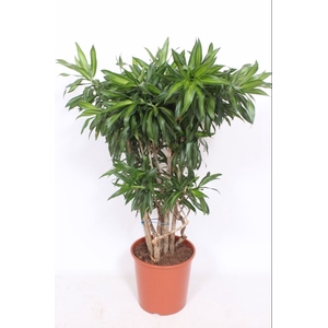 Dracaena Song of Jamaica