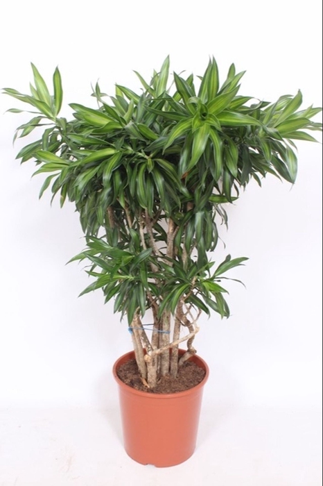 Dracaena Song of Jamaica