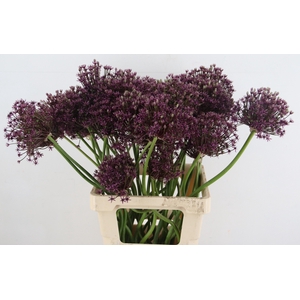 ALLIUM  MIAMI
