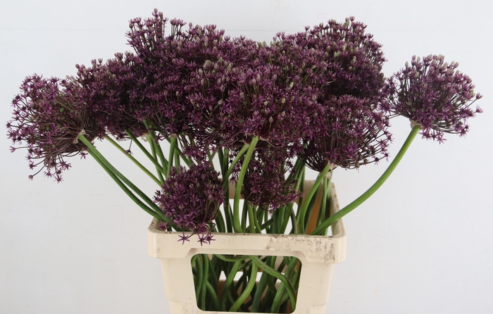 <h4>ALLIUM MIAMI</h4>