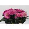 Dahlia Annamarie