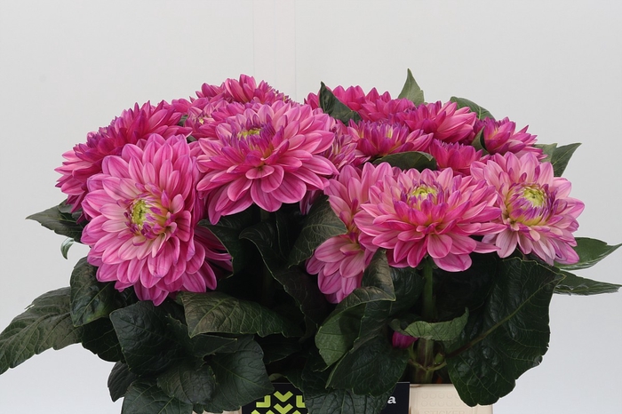 Dahlia Annamarie