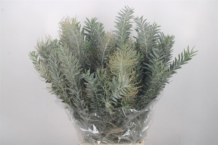 <h4>Acacia Luna D'argento Per Bunch</h4>