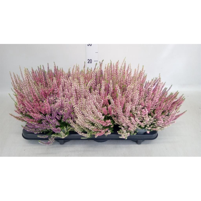 <h4>Calluna vulg. 'Beauty L WB Wonder'</h4>