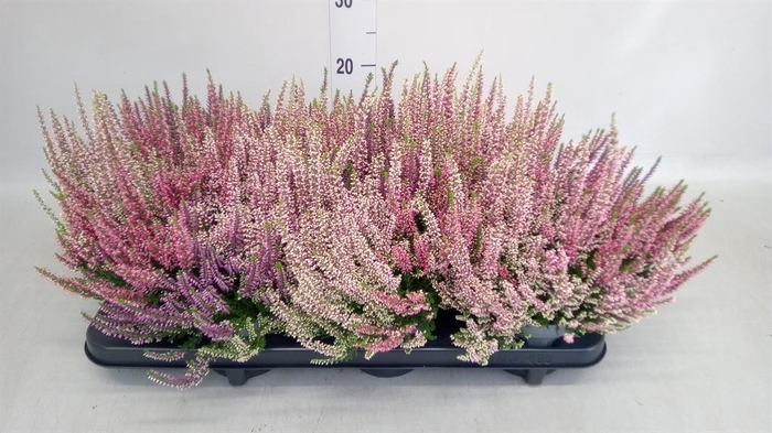 Calluna vulg. 'Beauty L WB Wonder'