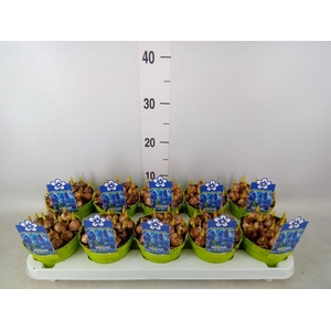 Muscari  'Magic Blue'