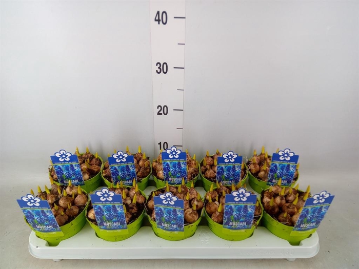 <h4>Muscari  'Magic Blue'</h4>