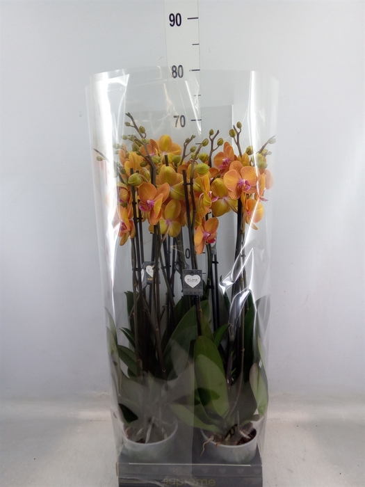 <h4>Phalaenopsis  'Ant Bologna'</h4>