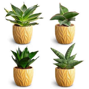 Leaf Tangerine, Dwarf Collecti