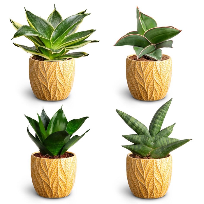 <h4>Leaf Tangerine, Dwarf Collecti</h4>