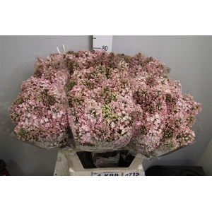 Syr Hy Maidens Blush 4+