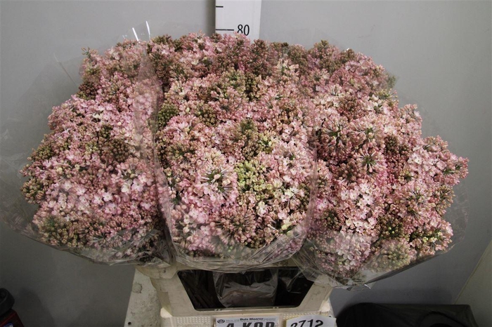 <h4>Syr Hy Maidens Blush 4+</h4>