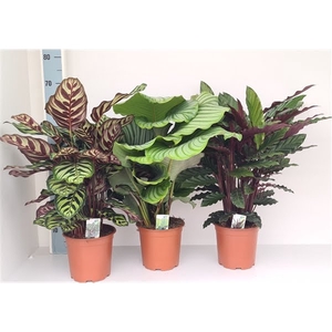 Calathea mix 3 soorten