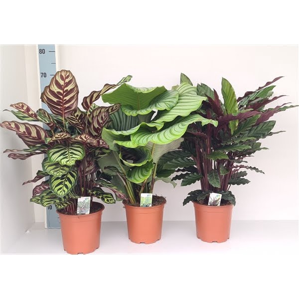 <h4>Calathea mix 3 soorten</h4>