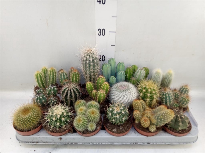 <h4>Cactus   ...mix</h4>