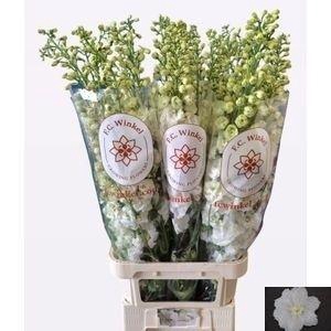 DELPH DU CENTU WHITE