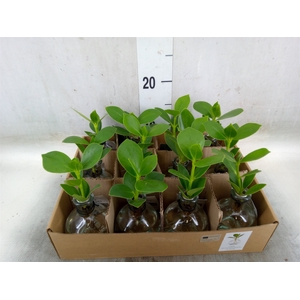 Clusia rosea 'Princess'