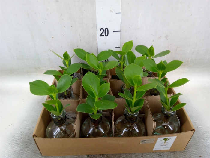 <h4>Clusia rosea 'Princess'</h4>