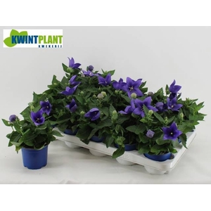 PLATYCO GR ASTRA BLU