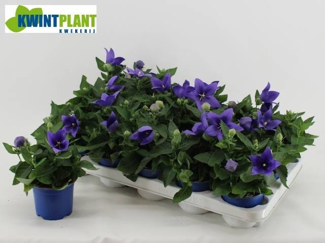 <h4>PLATYCO GR ASTRA BLU</h4>