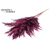 Pampas Grass 100cm 5st/bunch Burgundy