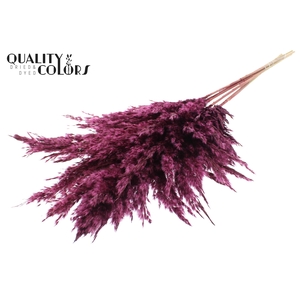 Pampas Grass 100cm 5st/bunch Burgundy