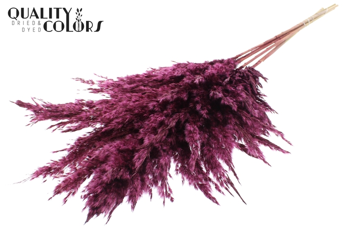 <h4>Pampas Grass 100cm 5st/bunch Burgundy</h4>