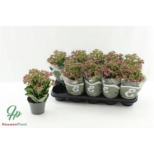 KALAN CALAN PURPLE P12