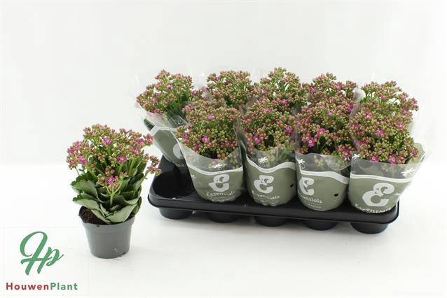 <h4>KALAN CALAN PURPLE P12</h4>