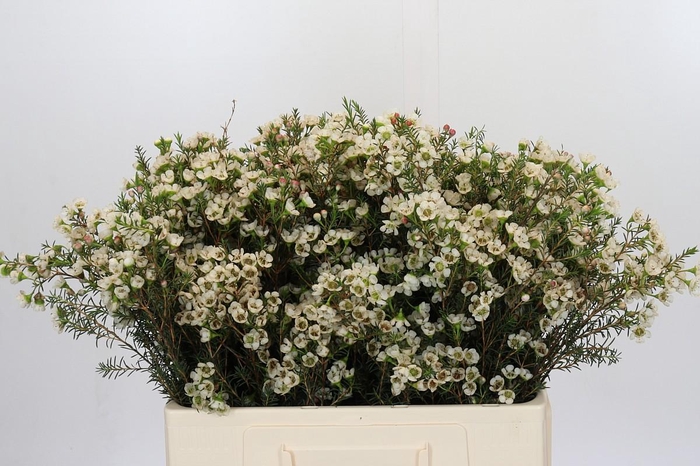 <h4>Chamelaucium Gil</h4>