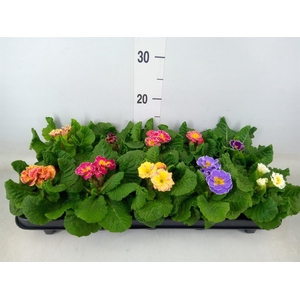 Primula ac. 'Sirococco'   ...mix