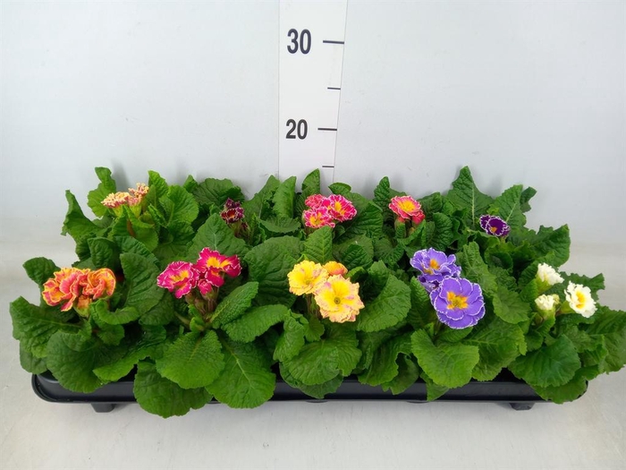 <h4>Primula ac. 'Sirococco'   ...mix</h4>