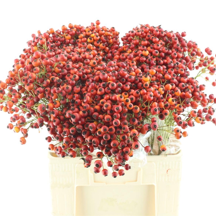 <h4>Rosa Mandarin Hiphop</h4>