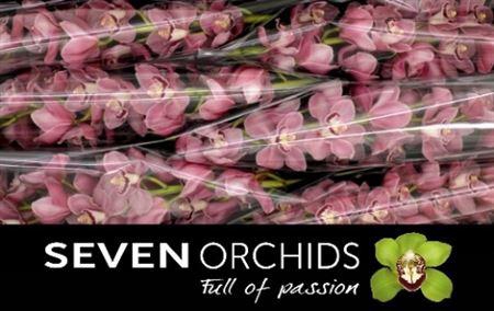 <h4>Cymb T Esmeralda</h4>