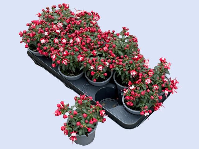 <h4>FUCHSIA OV</h4>