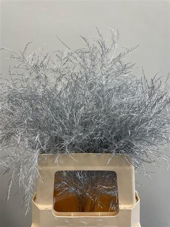 <h4>Treefern Silver</h4>