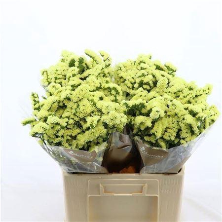 <h4>Lim S Glossy Wings</h4>