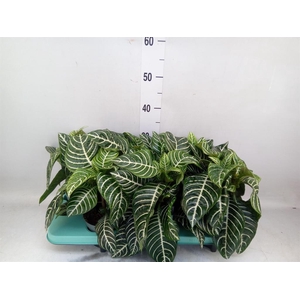 Aphelandra squar.