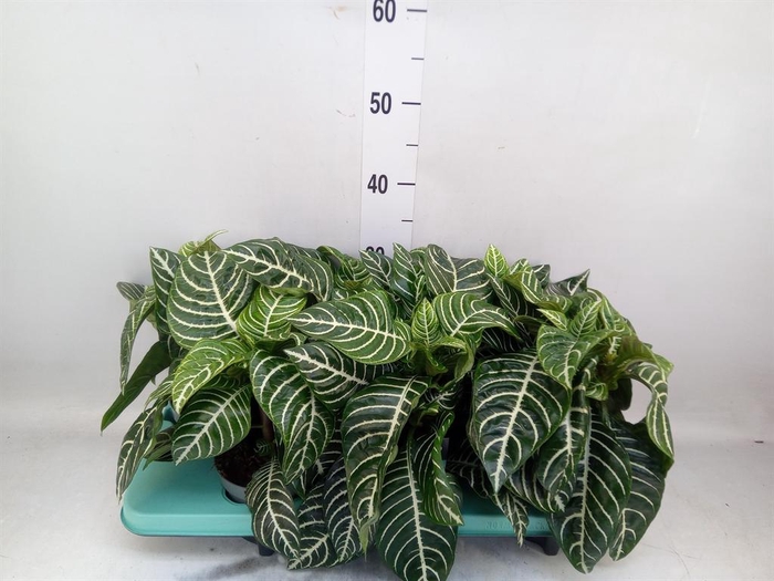 <h4>Aphelandra squar.</h4>