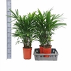 ** Rhapis Excelsa * Winterpromo **
