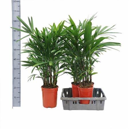 ** Rhapis Excelsa * Winterpromo **